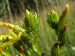 Třezalka horská (Hypericum montanum)